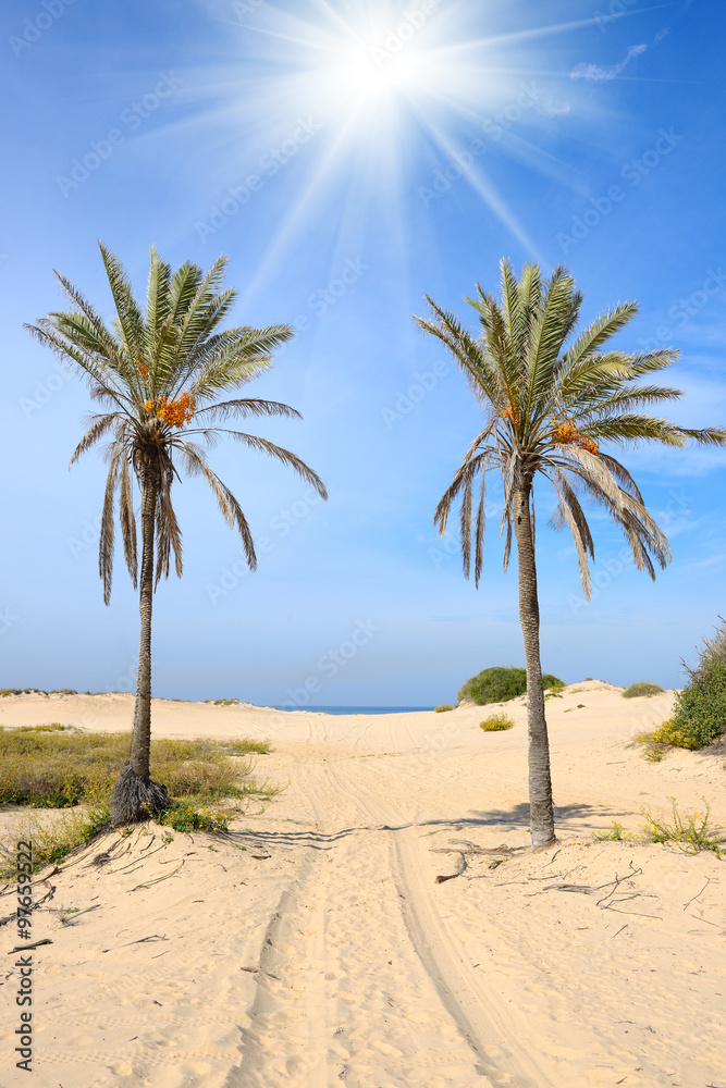 palm trees on the beach