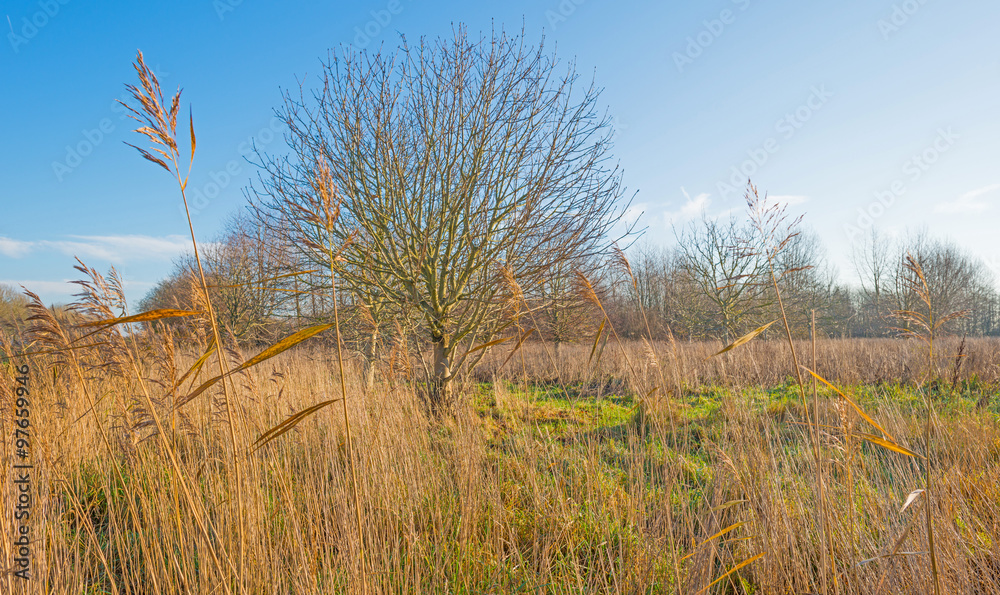 Trees in a sunny field in autumn Trees in a sunny field in autumn