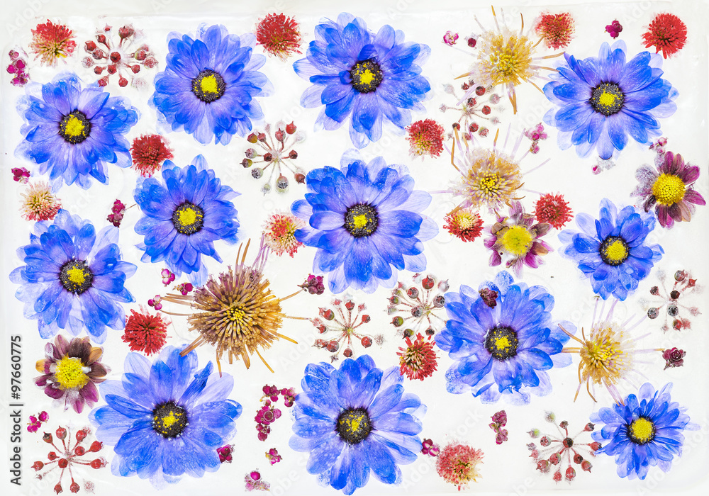 Background made of randomy arranged various frouzen wild flowers Background made of randomy arranged various frouzen wild flowers