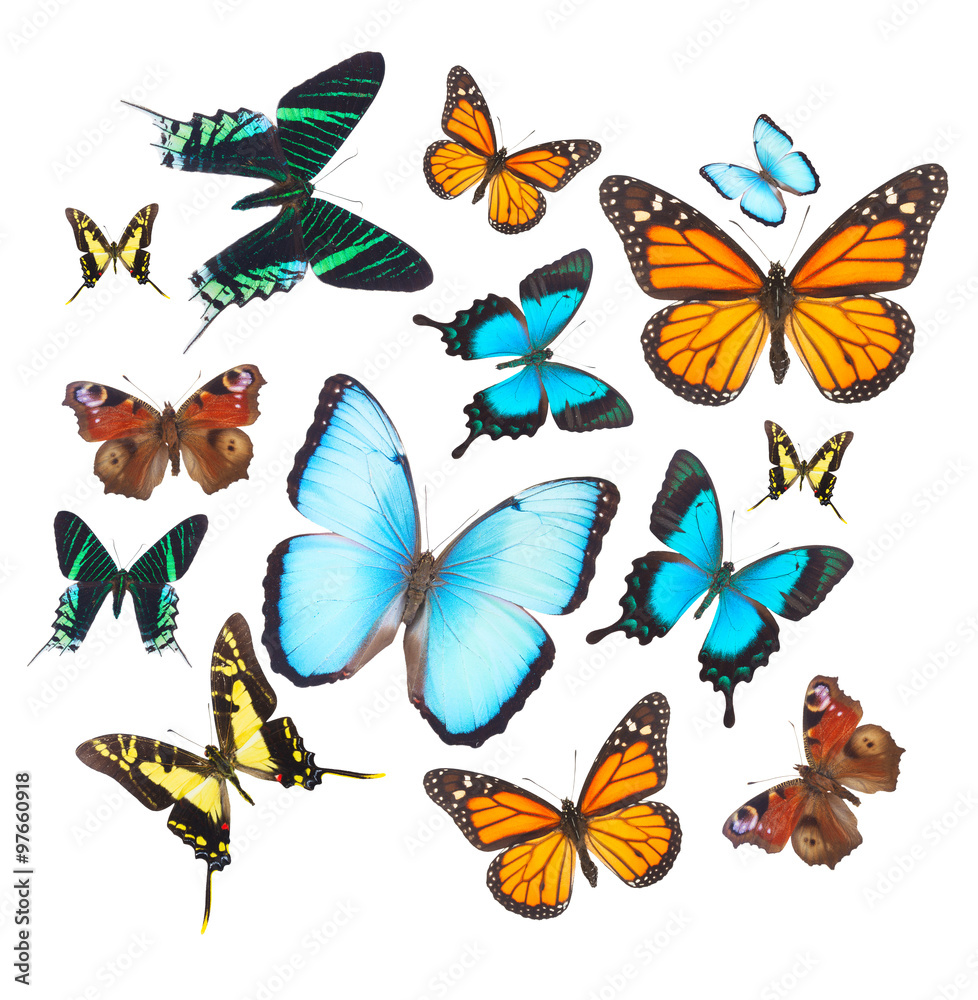 Tropical butterflies set Tropical butterflies set