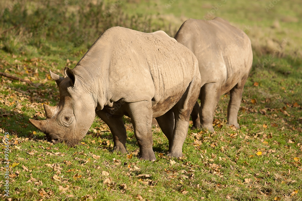 Fototapeta premium Pair of black rhino