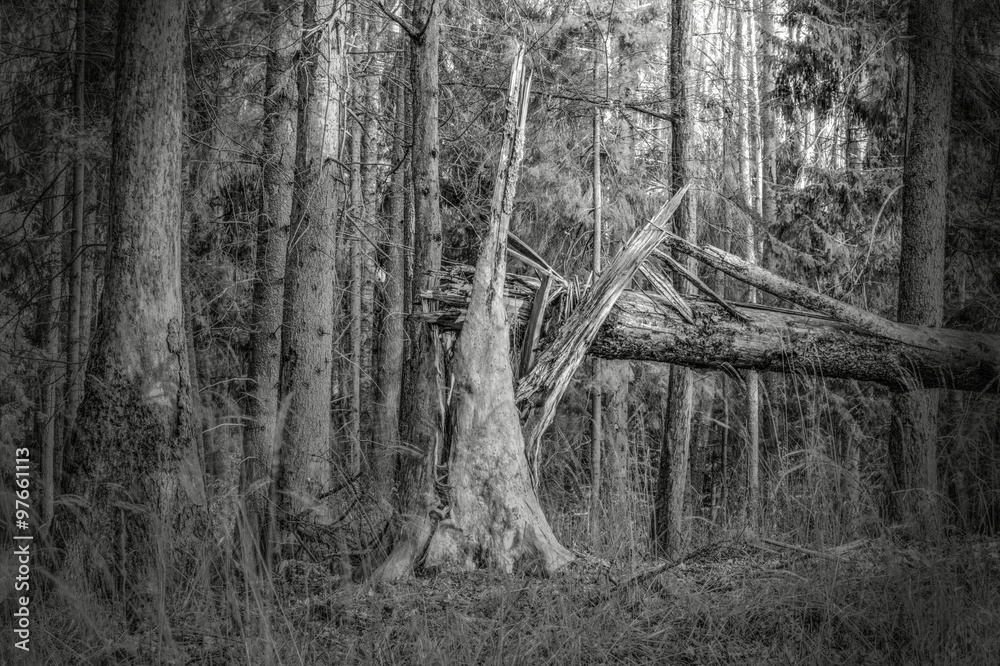 Obraz premium Stary Bór