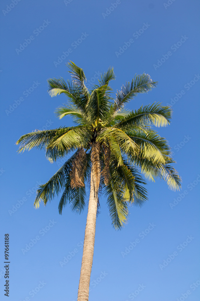Coconut tree under blue sky
