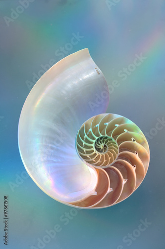 Nautilus pearl sea shell on blue background