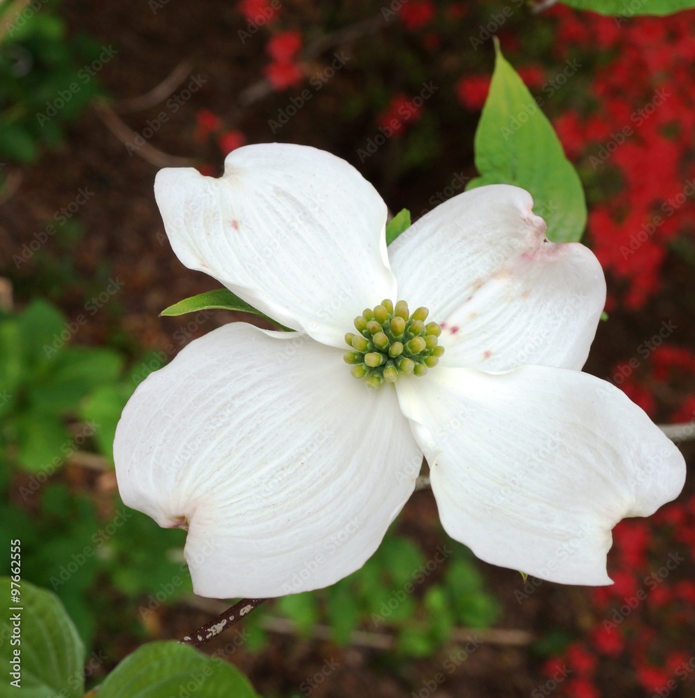 White dogwood (cornus) flower on a red azalea background White dogwood (cornus) flower on a red azalea background