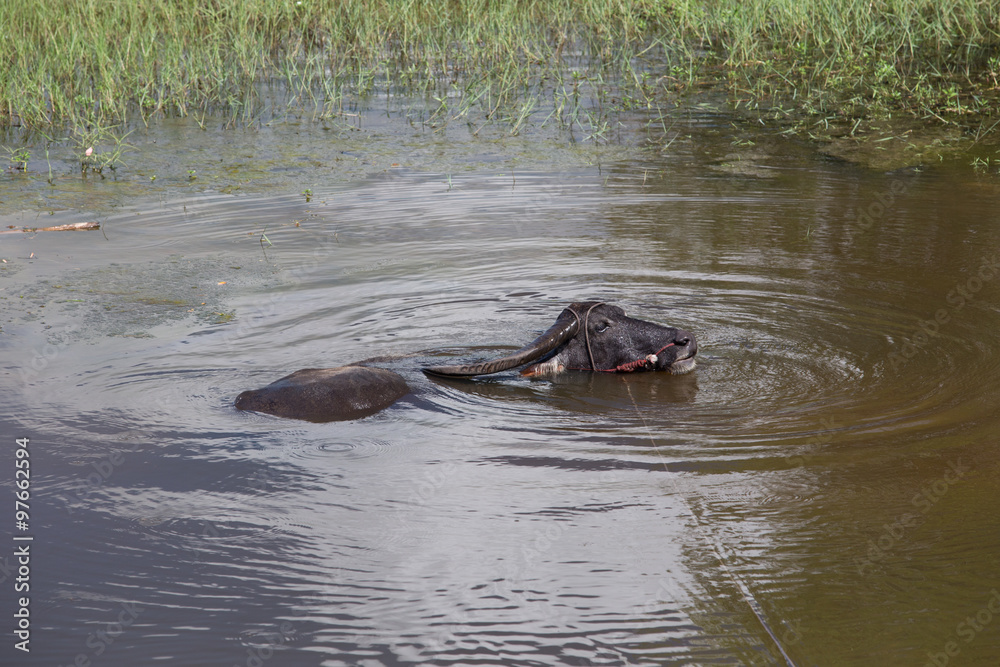 thai  buffalo in water