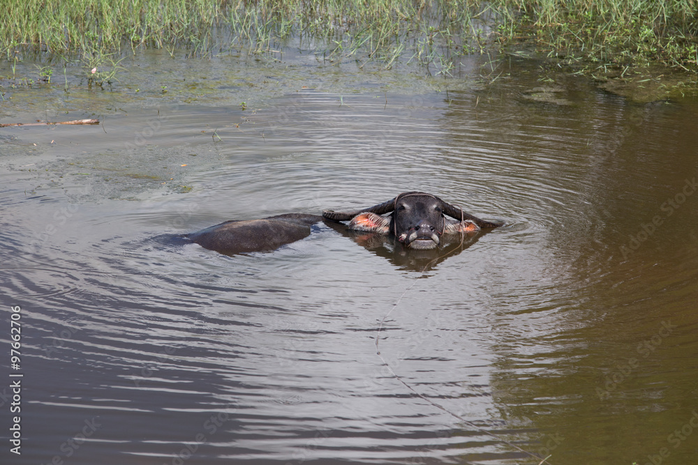 Fototapeta premium thai buffalo in water