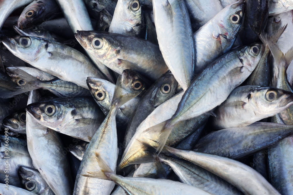 Fototapeta premium fresh fish in basket