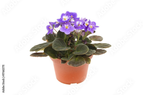 African violet plant