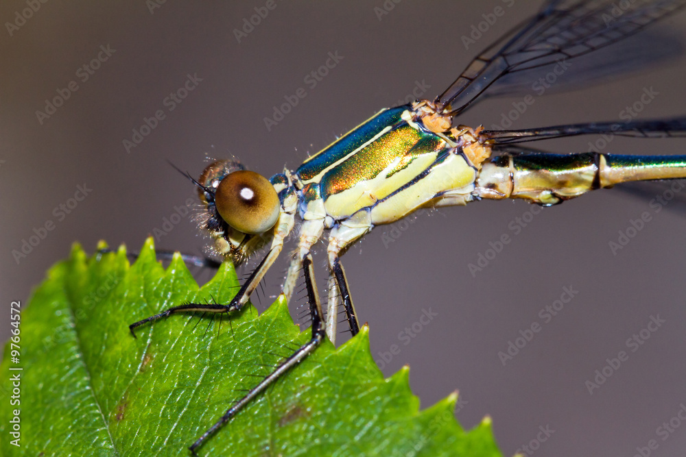 custom made wallpaper toronto digitalClose up macro of the Chalcolestes viridis, formerly Lestes viridis, a damselfly known as Willow Emerald Damselfly or the Western Willow Spreadwing