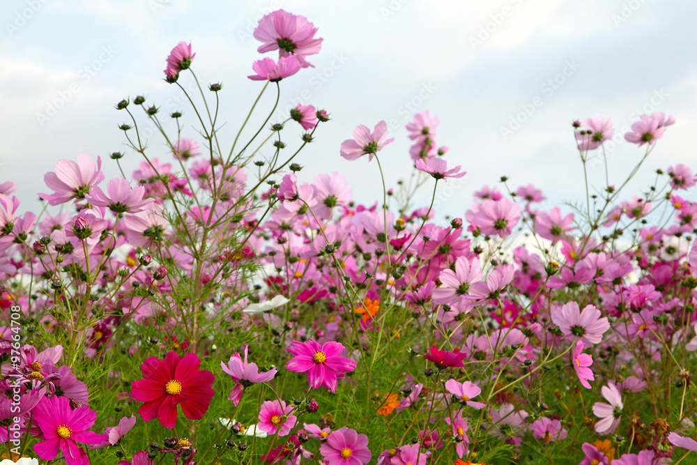 Jachère fleurie de cosmos Jachère fleurie de cosmos