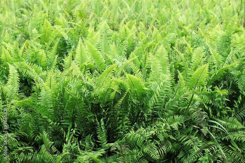 field of fern plant