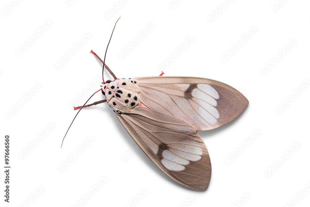 Obraz premium Amerila astreus moth
