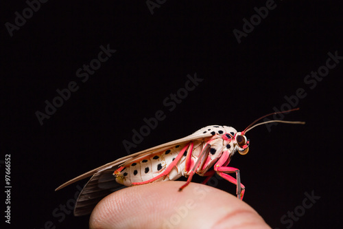 Amerila astreus moth photo