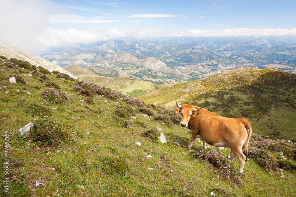 Exhibit cow in a pasture in the mountains