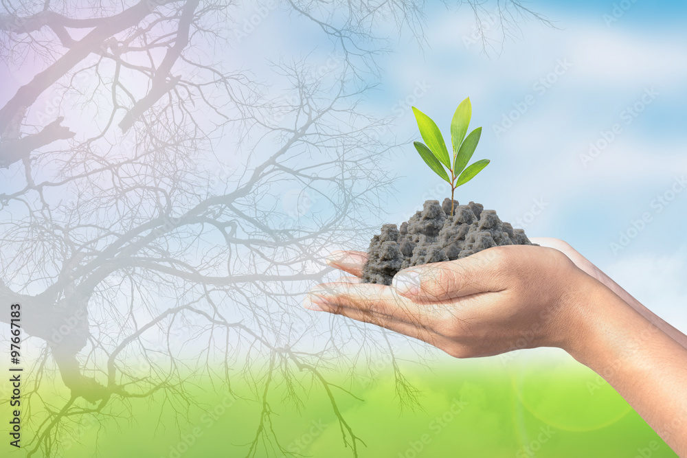 Concept Love the World,Compositing the dead tree to tree in a human hand.Natural background blur. Concept Love the World,Compositing the dead tree to tree in a human hand.Natural background blur.