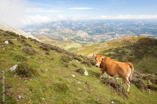 Exhibit cow in a pasture in the mountains © marvlc