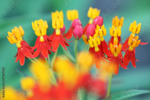 asclepias flower