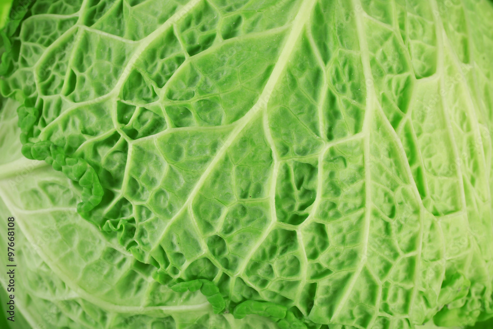 Fototapeta premium Leaf of savoy cabbage background, macro