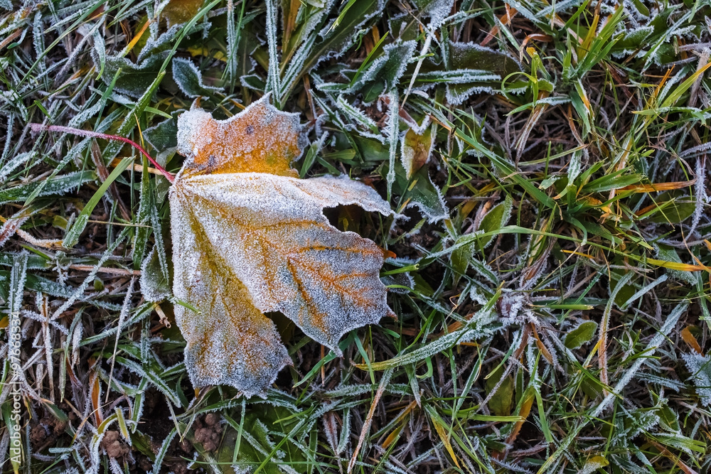 Faded autumn maple leaf covered with frost lying in the grass. Selective focus.