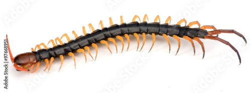 Valokuva centipede on white background