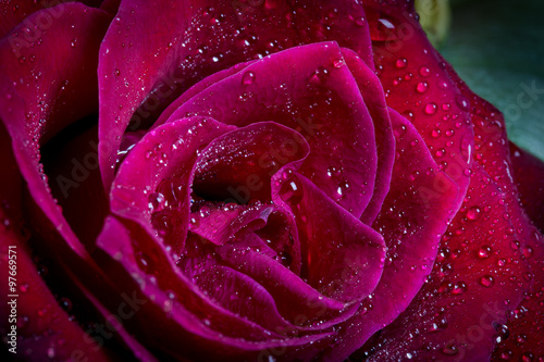 Wet red rose macro