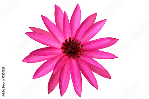 pink lotus flower isolated on white background.