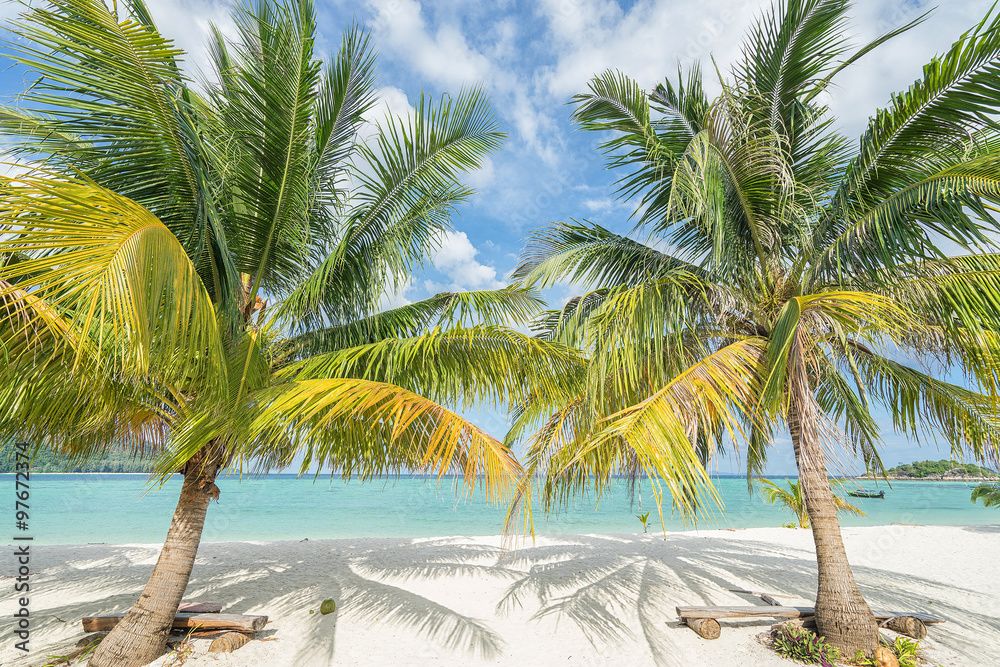 Two palms on the tropical beach.  Thailand. Koh Lipe island. 
