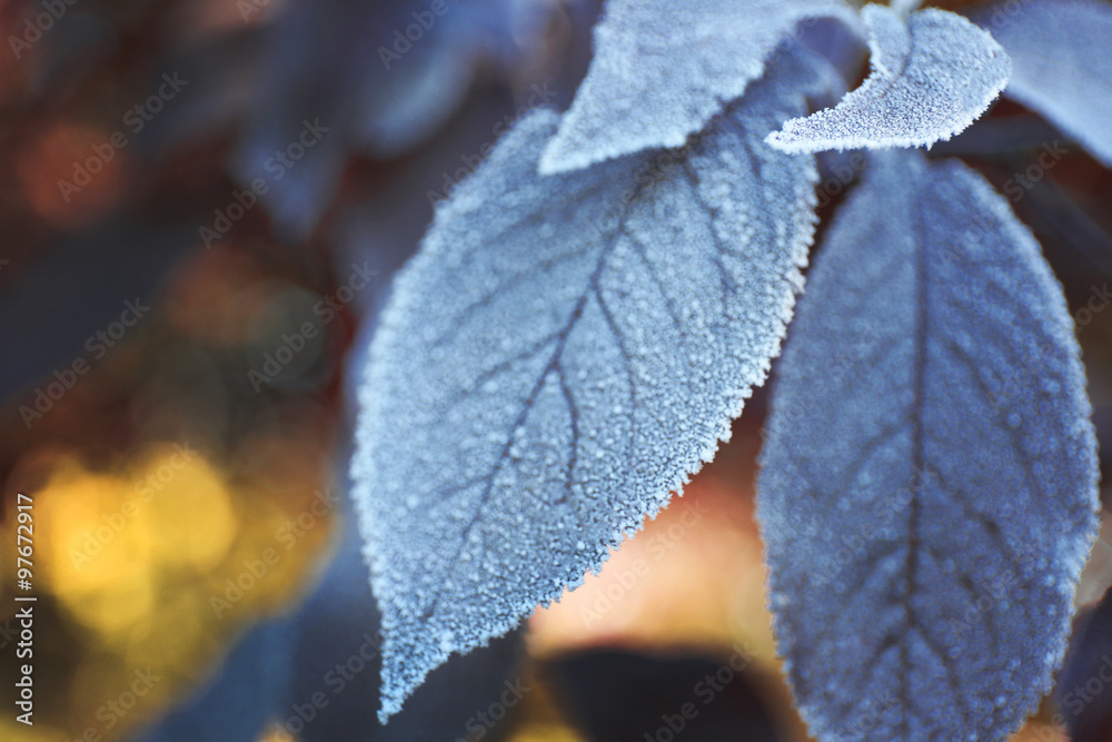 Frozen autumn leaves on blue blurred background Frozen autumn leaves on blue blurred background