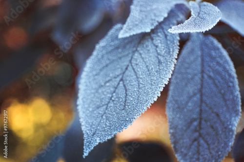 Frozen autumn leaves on blue blurred background