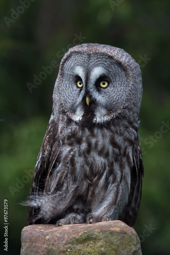 Great Grey Owl (Strix Nebulosa)/Great Grey Owl perched on a stone © davemhuntphoto