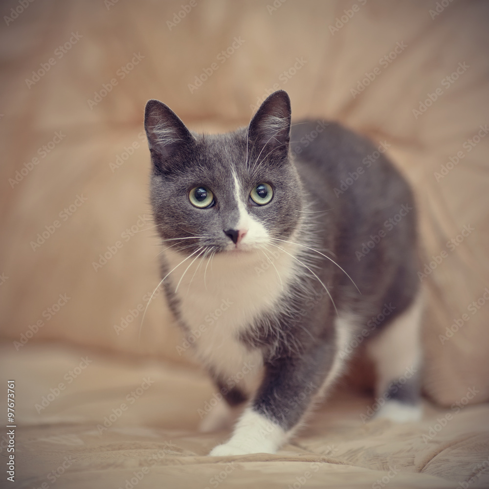 Smoky-gray with white a domestic cat. Smoky-gray with white a domestic cat.