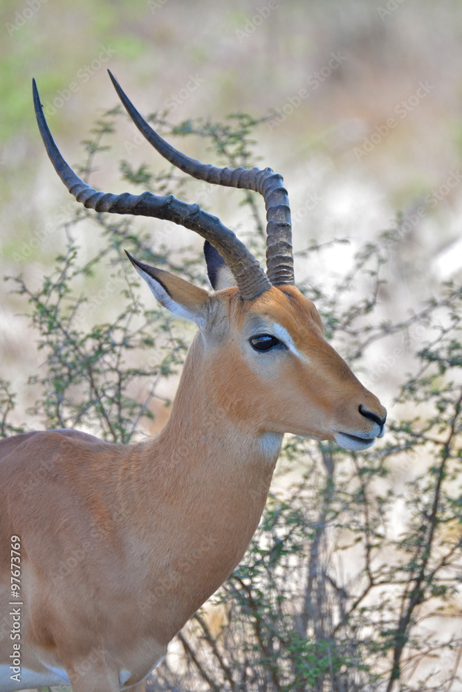 Impala, Afrique du Sud