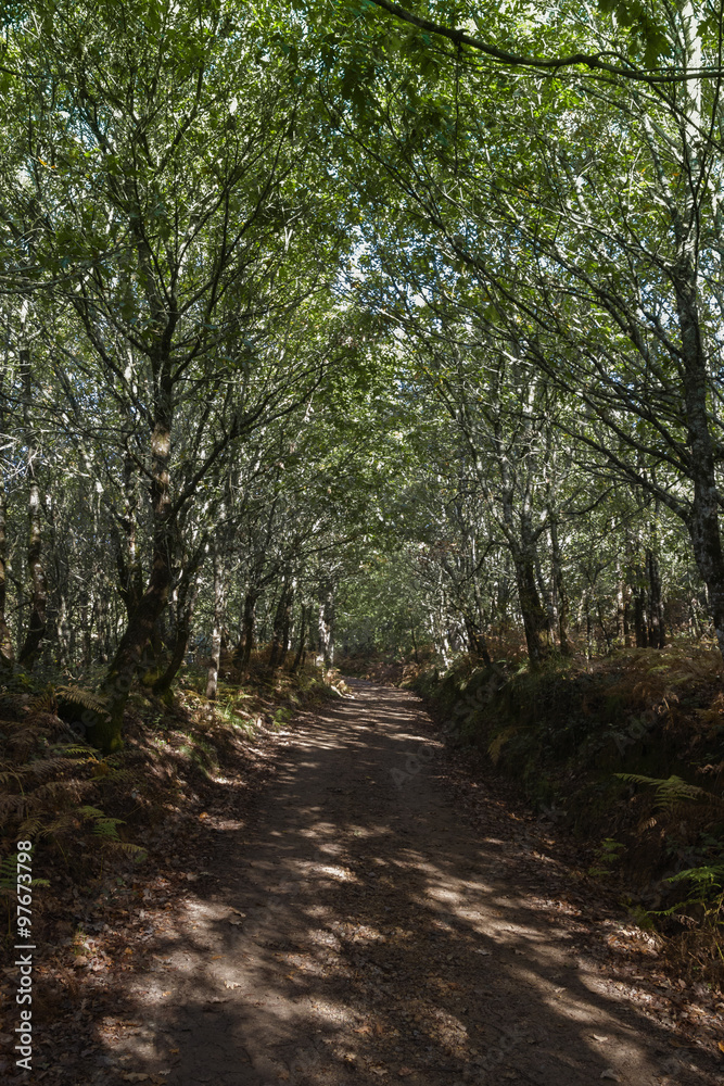 Obraz premium Dirt road through trees / Photograph of a dirt road in the shade created by many trees, very lush and green. Stock photography.