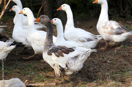 Fototapeta Naklejka Na Ścianę i Meble -  White goose standing on meadow rural scene