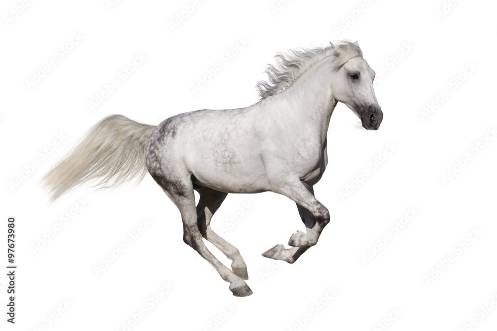 Horse run isolated on white background