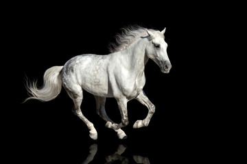 Horse with long mane isolated on black background