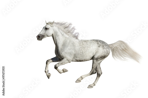 Andalusian stallion run isolated on white background