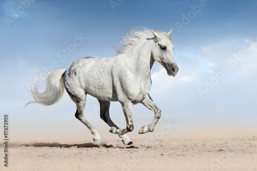 Fototapeta Naklejka Na Ścianę i Meble -  Horse run gallop