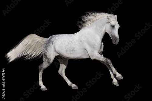 Horse with long mane isolated on black background © callipso88