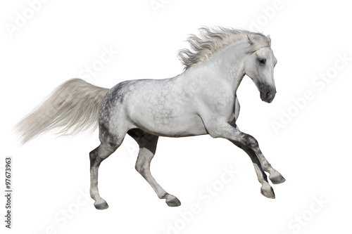 Andalusian stallion run isolated on white background
