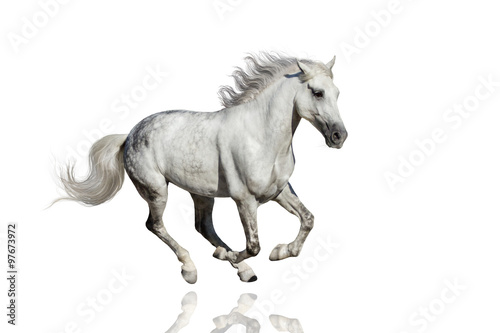 Stallion run isolated on white background