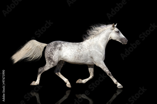 Horse with long mane isolated on black background