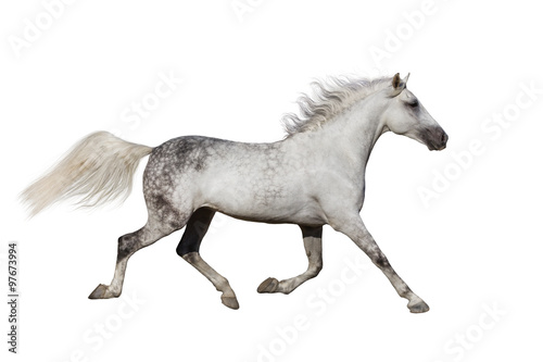 White stallion trotting isolated on white background