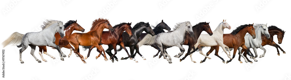 Fototapeta premium Horse herd isolated on white, banner for website