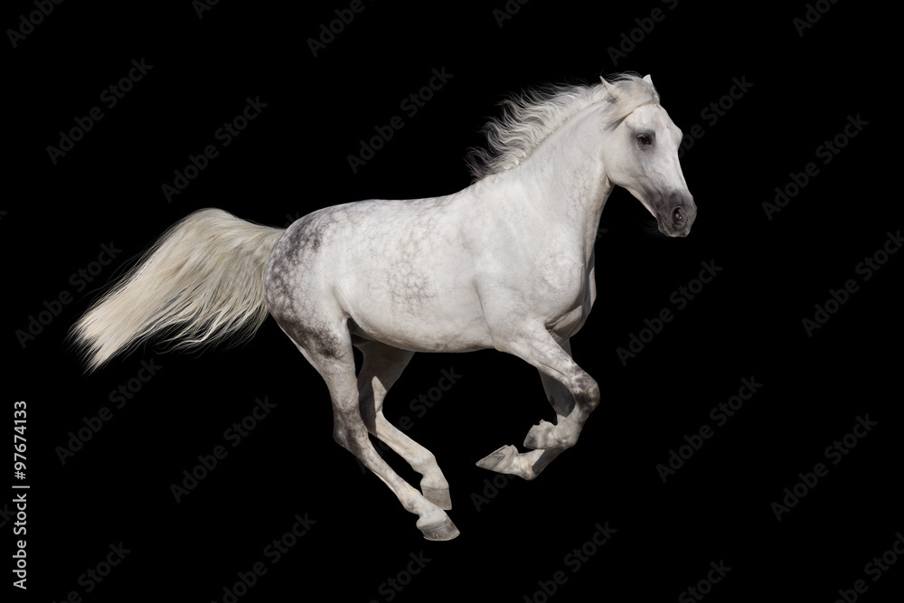Horse with long mane isolated on black background