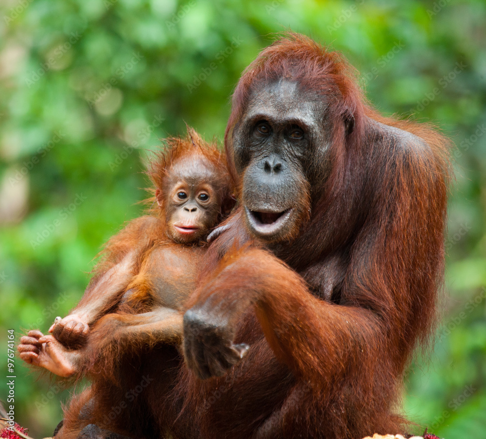 Portrait of a female orangutan with a baby. Indonesia. The island