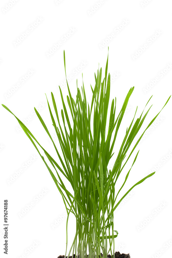 green grass isolated