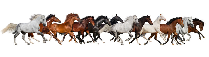 Horse herd isolated on white, banner for website