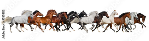 Horse herd isolated on white, banner for website
